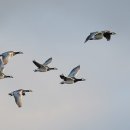 수원-1545 이미지