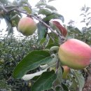 양지민박 이미지