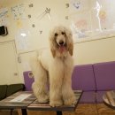 해피치 애견카페 이미지