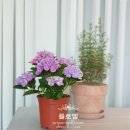 6871 | [플로엘]대전프리저브드플라워 / 봄화초 / 봄꽃 / 봄화분 / 유성꽃집 / 유성꽃배달