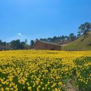 수선화(水仙花)/ Narcissus 이미지