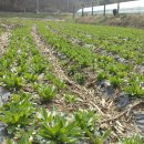 (주)질경이 이미지