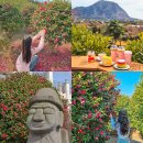 안성리-10 | 제주 동백꽃 명소 마노르블랑 카페 제주도 동백꽃 2월