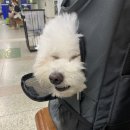 윌리하니 그루밍 이미지