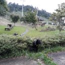 상득목장 이미지