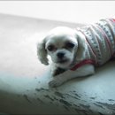 노룬산동물병원 이미지