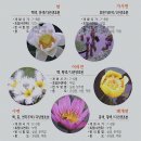 정영세차 | 시흥 관곡지 연꽃구경