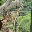 메모리 | 여름 애버렌드 코스 짜기 친구들이랑 애버랜드 서커스 윙즈 오브 메모리 후기