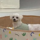 도토리 강아지 유치원 이미지