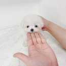 랄라독 이미지