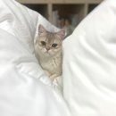 [내돈내산] 오르카홈펫 알러지케어 이불+패드