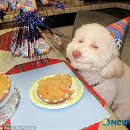 생일이개 이미지