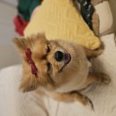 뭐가 더 이뽀 골라줘 이모들🐶🎀 이미지