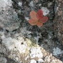 탑골산장 이미지