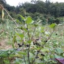 두란농장 이미지