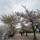 허갈닭강정 | 인천 문학구장 ssg랜더스 맛집(스테이션 크림새우, 버거원더스 치즈푸틴, 허갈 닭강정) 그린존 관람후기