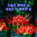 네잎크로바 네이버블로그