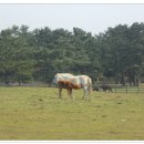 풍경목장 이미지