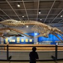 수산2리 생태마을 포토존 | "울산 장생포고래박물관" 32개월 아기랑 방문 후기(모노레일, 고래문화마을, 고래생태체험관, 울산함 등)