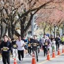 대전 동구, 2024 대청호 벚꽃길 마라톤대회 개최 이미지