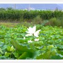 영해초등학교 앞 이미지