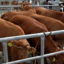 제주특별자치도 축산생명연구원 이미지