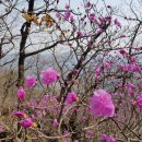 팔야1리 이미지