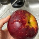 청송복숭아농장 | 사과선물 추천, 쟈흐당옵스 첫 수확 불꽃사과(엔부사과) 솔직 후기