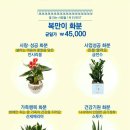 꽃집총각