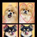 다오동물병원 이미지