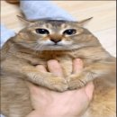 팅클팅클