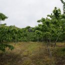 회성농장 이미지