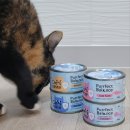 이쁜냥이 | [주식캔 및 생식] 우리 냥이들 먹방 책임진 캣츠테이스트 주식캔 3종 후기 들고왔어요.