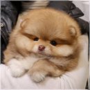 강아지집 이미지