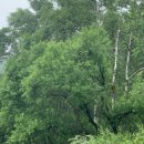 대관령 느린마을 이미지