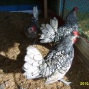 계두농장 이미지