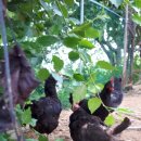 월산농장 이미지