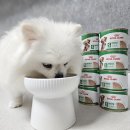 아이캔독 | 로얄캐닌 소형견 습식사료 독캔 미니 어덜트 로프 강아지 밥 안 먹을 때