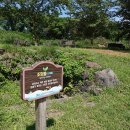 대왕수천 이미지