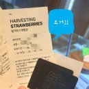 설악밸리 | 속초 응골딸기 체험 후기｜켄싱턴 설악밸리 패키지 딸기체험 솔직리뷰