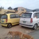 진도개사랑 이미지