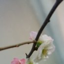 명자