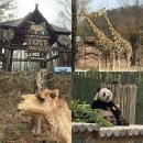 [일반] 유튜브 크리에이터 / 오후 / 24.0 | 에버랜드 3월 평일 오픈런 워킹 사파리 티익스프레스 지름길 튤립 축제 3만원대 자유이용권 할인 링크