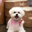 로라펫살롱 이미지