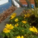 꽃도리집 이미지