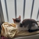 야옹하다 이미지