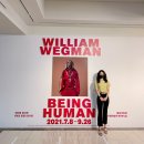 보그펠레 | 서울 전시회 추천) 윌리엄 웨그만 : 비잉 휴먼, William Wegman 사진전 @한가람미술관