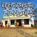 니나노 제주 | 제주도 한림애견동반카페 니나노제주 다녀온후기.