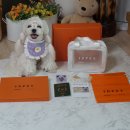 아이디펫 동물병원 이미지