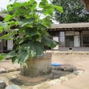 오동나무 이미지